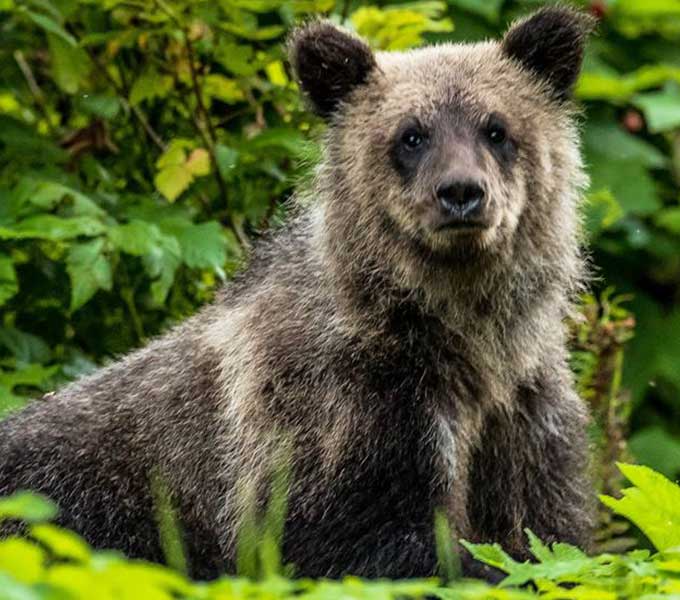 grizzly-bear-cub