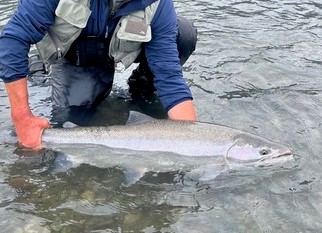 Silver Salmon