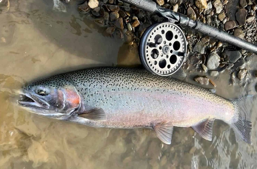 Spring Steelhead