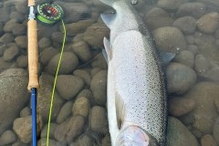 Steelhead